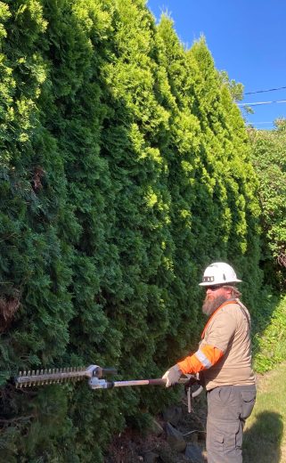 David Hedge Trimming